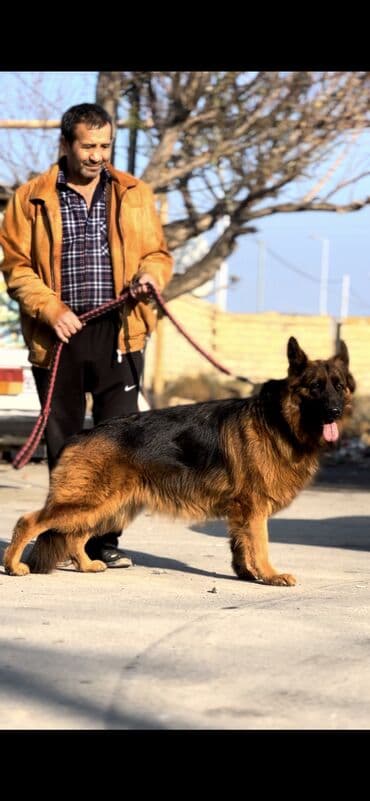 itler bala: Alman çoban iti, 2 il, Dişi, Peyvəndli — 3