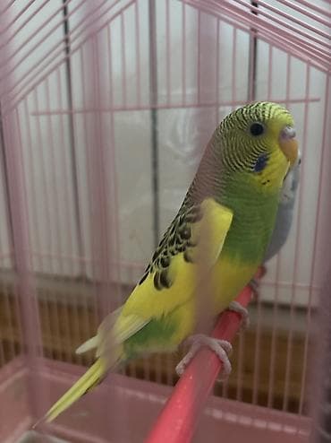 akvarium satilir: Salam çox gözəl papuqaylar tək və cüt olaraq satılır böyük və bala — 4