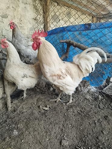 goyərcin yumurta: Avstrolop yumurtası satılır, ağ, qara, boz rəngləri var — 3