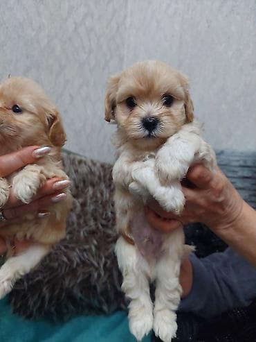 Salam cinsi maltes balonkaBalaca dekorativ it balaları – krem və açıq