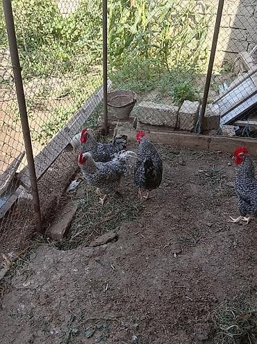 Kənd təsərrüfatı quşları: Məhsul: Xallı-boz rəngli toyuq və xoruzlar (yerli yumurta-et — 2
