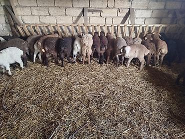 pisik gence: Qoyun/quzu sürüsü - Şəkillərdəki kimi müxtəlif rəngli quzular (ağ — 3