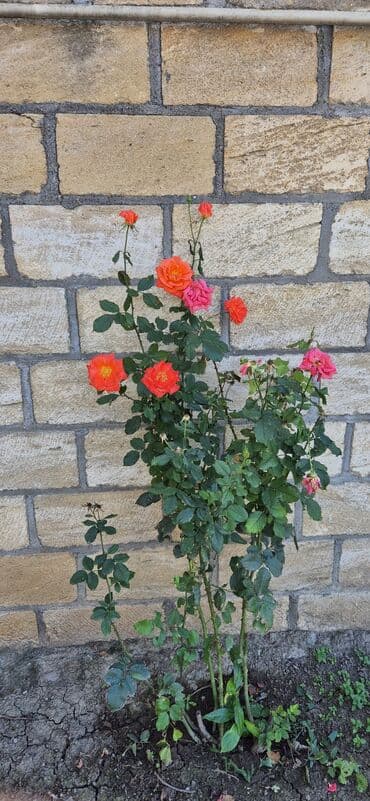 qapi dekoru: SAQI Gülçülük – Tərtərin ən gözəl gülləri • Öz bağımızda yetişdirilən — 15