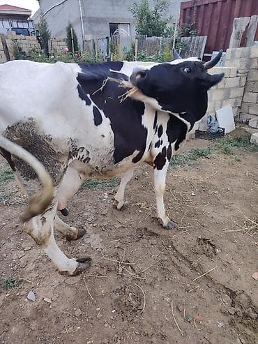 inek yemi: 2ci qarina 7 aylig bogazdi 1ci qarninda 24 litr sud verib bir nece — 2