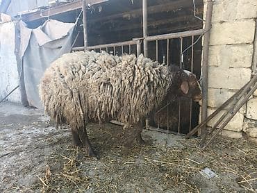 damazliq qoyunlar: Qoyun – yerli cins, qalın və uzun yunlu. - Növ: ana qoyun - Rəng — 4