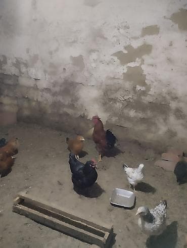 Mal-qara: Toyuq, Damazlıq — 1