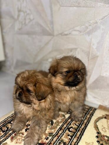 qafqaz itləri: Pekines, 1 ay — 3