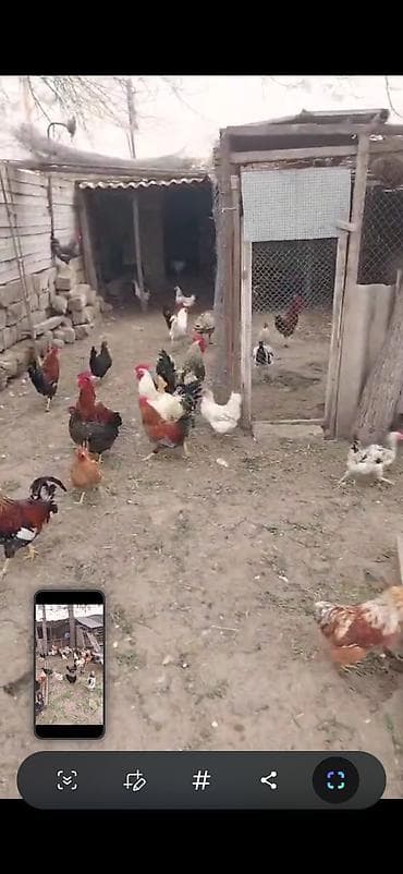 yemler: Təbii şəraitdə bəslənən qarışıq cins yumurta toyuqları və xoruzlar - — 5