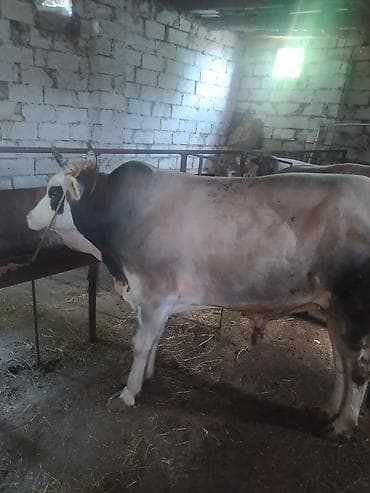 inek qiymetleri: Qurbanlıq danalarımız var istiyən əlaqə saxlaya bilərlər — 1