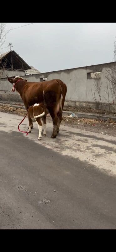 sabuncu heyvan bazari: Satılır: inək bala ilə - Cins: qırmızı-ağ rəngdə, ətlik-südlük tip — 8