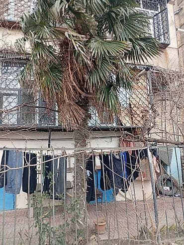 Satılır: Həyət üçün dekorativ palma ağacı - Növ: Fan formalı lalafo.az -da Satılır: Həyət üçün dekorativ palma ağacı - Növ: Fan formalı