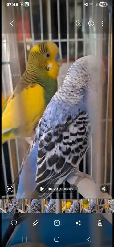 sultan quşu: Bala verməyə hazırlaşan muhabbət quşları.Sağlamdırlar və aktiv — 5