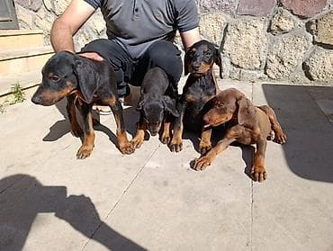 Doberman, Peyvəndli — 9
