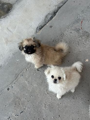 ev iti satisi: Pekines, 1 ay, Erkek, Peyvəndli — 9