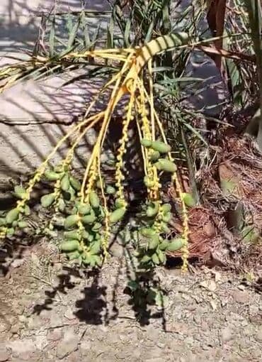 meyvə ağac: Xurma ağacı.22 illik ağacdı.Meyvəsi də var — 3