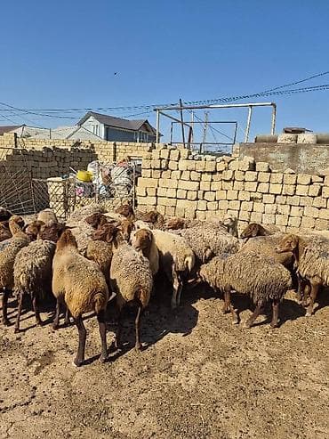 it bala: Satlıq qoyun sürüsü. Şəkillərdə bir neçə başdan ibarət sürü görünür — 3