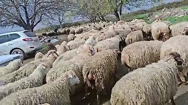 ətlik inək cinsləri: Satış: Qoyun sürüsü 0509813022 - Növ: Qoyun (ana qoyunlar üstünlük — 8