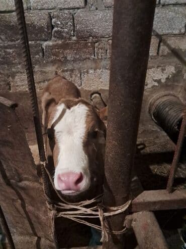 Akvariumlar: Dana, buzov, Erkək, Simental, ay: 5, Damazlıq — 7