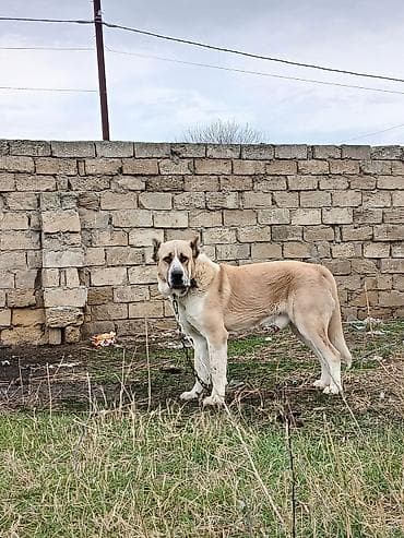 Qurdbasar, 1 il, Erkek, Cütləşmə üçün, Ünvandan götürmə