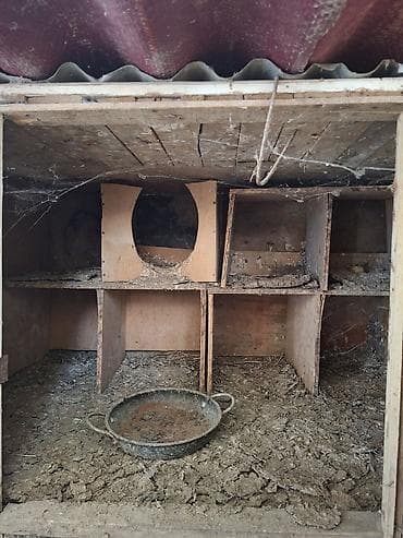 Göyərçinlər: Göyercin evi — 1