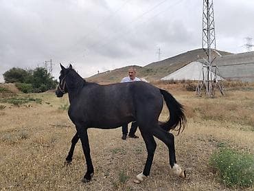 korella quşu acıq sarı 45 azn: Qara rəngli at – minik və kənd təsərrüfatı işləri üçün - Cins tipi — 3