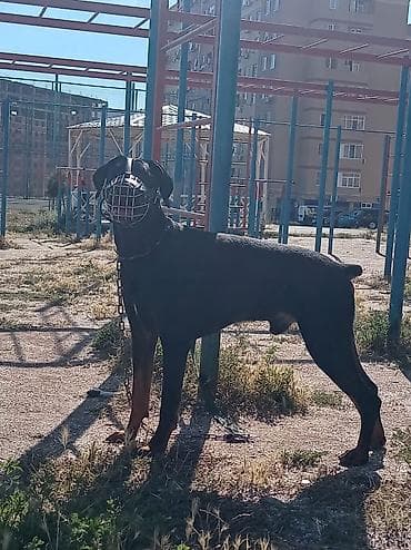 Doberman, 1 il, Erkek, Cütləşmə üçün, Ünvandan götürmə — 3