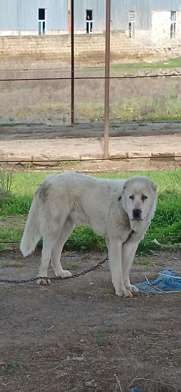 sivas kangal kanqal iti: Alabay, 1 il, Erkek, Peyvəndli, Pulsuz çatdırılma — 3