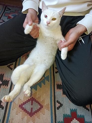 qoyun ucuz: Dişi, Yaxşı əllərə, Pulsuz çatdırılma, Ödənişli çatdırılma — 3