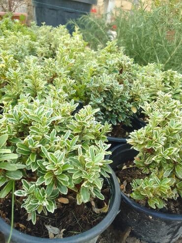 helba bitkisi faydaları: Həmişə yaşıl — 7