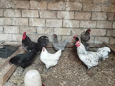 hunduska yumurtasi: Toyuq, Damazlıq — 2