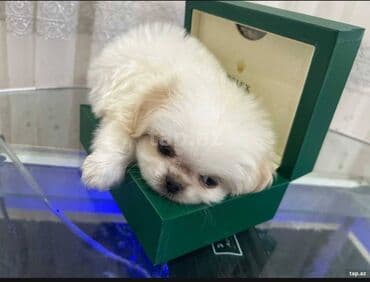 xonça şəkli çəkmək: Pekines — 1