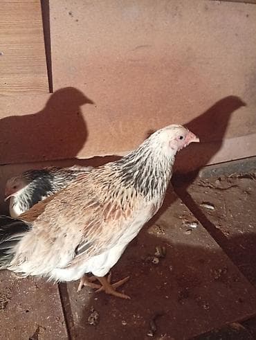 yumurtaliq toyuq satisi: Toyuq, Yumurtalıq — 5