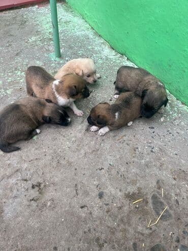 ən gözəl it adları: 1 ay — 6