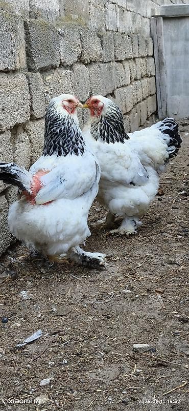 Kənd təsərrüfatı quşları: Toyuq, Brama, Damazlıq, Ünvandan götürmə — 1