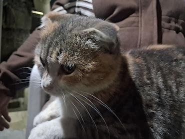 balaca ag itler: Şotland qıvrımqulaq (Scottish Fold) pişiyi - Cins: Scottish Fold — 2