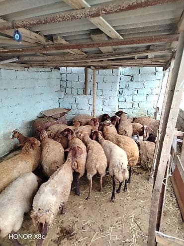 mal qara qusar: 27 baş tərgitməy heyvanlar satılır istəyən olsa yazsın baxa bilmirəm — 3