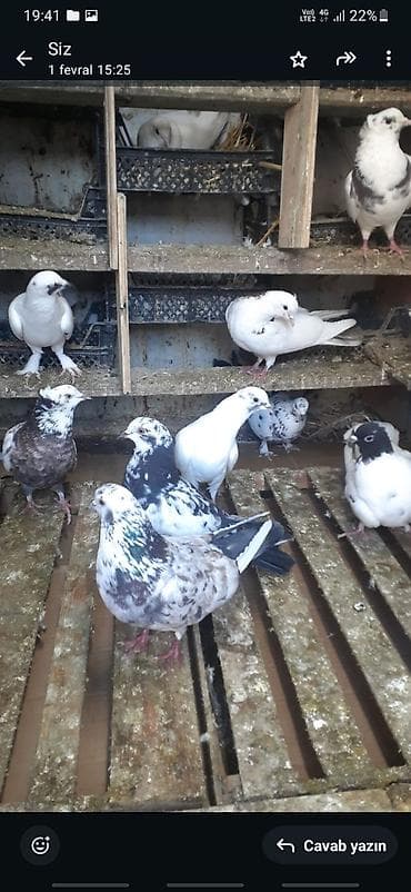 dosan sekili: Tecili hamsi optum satilir qirmizi bawlar bir yerde. qiymet — 9