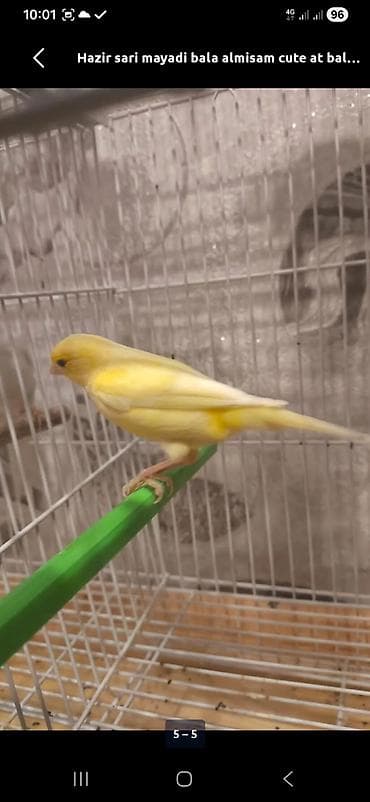 kanarya bulbulu: Cut bulbul satiram avsyanka napev sortudu super oxuyur cox gozeldi — 1