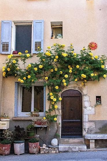 gilas tingleri: Sarı dırmaşan qızılgül – bağ və fasadlar üçün dekorativ sarmaşıq gül — 1