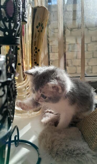 Akvariumlar: Şotland — 5