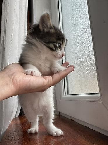 pişik balasi: Yaxşı əllərə — 8