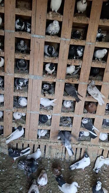 сколько стоит щенок акита ину: Her cür göyerçin var her qiymete — 1