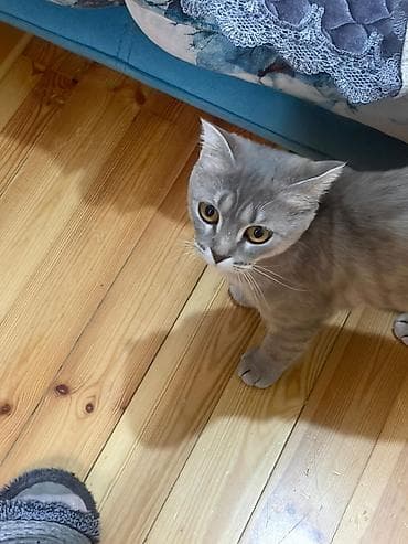 ragdoll pişik: SAHİBLENDİRİLİR Boz rəngli, qısa tüklü, zərif bədən quruluşuna malik — 2