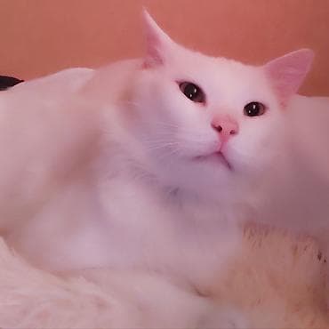 pisik cutlesdirme: Türk anqora, Erkək, Yaxşı əllərə — 1