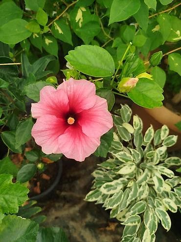 sultan daragi gulu: **Çəhrayı Hibiskus (Bədmüşk gülü)** Dibçəkdə yetişdirilən hibiskus — 1
