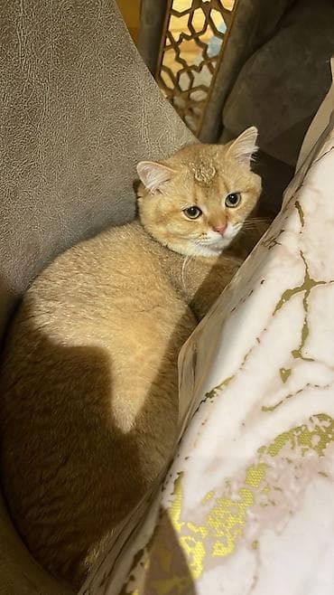 pisiy balasi: Qızıl şinşilla, Erkək — 1