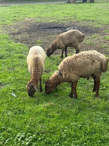 qus bazari bakida: Məhsul:Qoçlar satılır (3 baş) Təsvir: - Fotolarda çəmənlikdə — 3