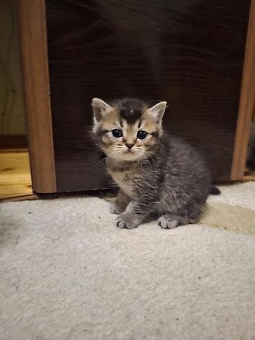 siyam pisiyi: Yaxşı əllərə — 3