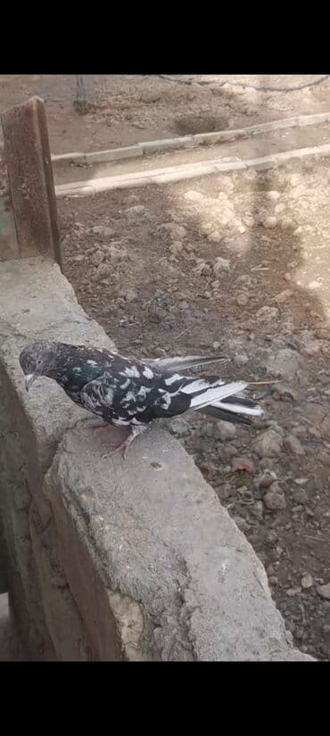 tuk tuk az: Goy weyka erkek 20 Azn unvan Qaradag — 4