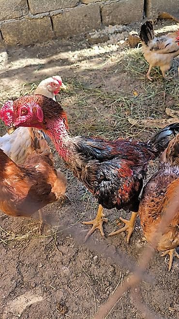 saso toyuqlari: Məhsul: Yerli toyuqlar – çılpaqboyun (Transilvaniya/Ç Təsvir: - — 4